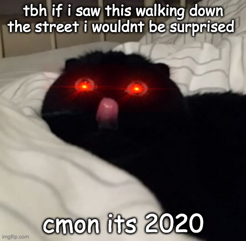 tbh if i saw this walking down the street i wouldnt be surprised; cmon its 2020 | image tagged in cat | made w/ Imgflip meme maker