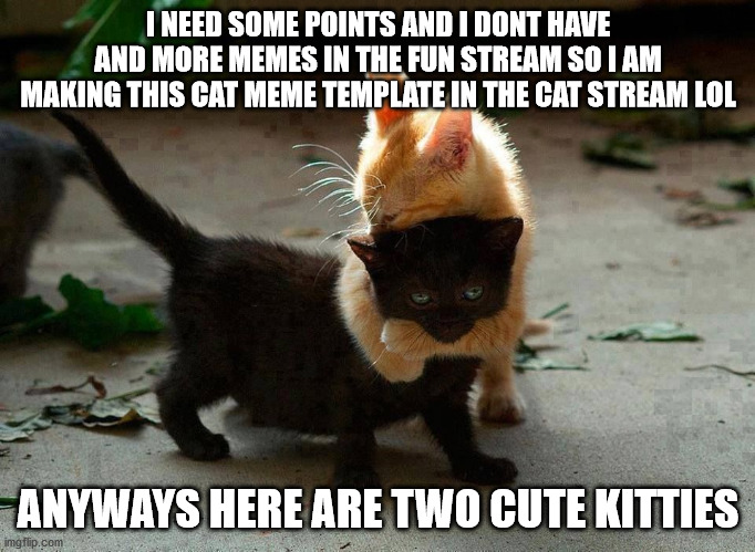 Just want some points so heres two kitten pics! | I NEED SOME POINTS AND I DONT HAVE AND MORE MEMES IN THE FUN STREAM SO I AM MAKING THIS CAT MEME TEMPLATE IN THE CAT STREAM LOL; ANYWAYS HERE ARE TWO CUTE KITTIES | image tagged in kitten hug | made w/ Imgflip meme maker