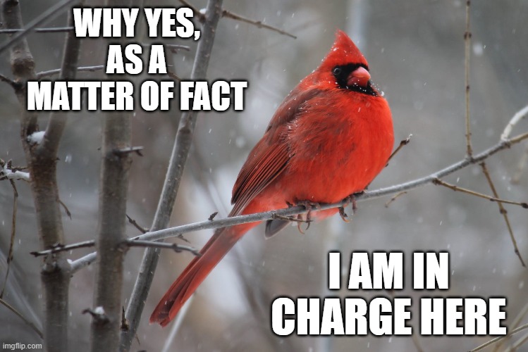 Cardinal In Charge | WHY YES, AS A MATTER OF FACT; I AM IN CHARGE HERE | image tagged in cardinal in charge | made w/ Imgflip meme maker