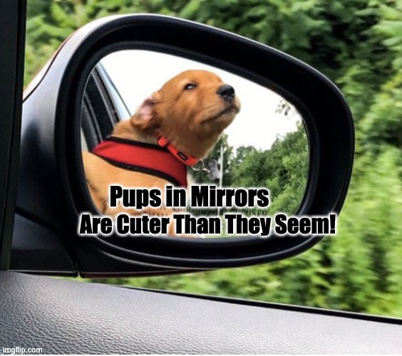 Pups | Pups in Mirrors; Are Cuter Than They Seem! | image tagged in adorable,dogs,cute puppies,love,cars,ride | made w/ Imgflip meme maker