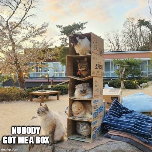 KITTY GOT LEFT OUT | NOBODY GOT ME A BOX | image tagged in cats,funny cats | made w/ Imgflip meme maker
