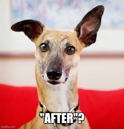 Quizzical dog 2 | "AFTER"? | image tagged in quizzical dog 2 | made w/ Imgflip meme maker