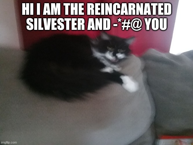 Angery Cat | HI I AM THE REINCARNATED SILVESTER AND -*#@ YOU | image tagged in angery cat | made w/ Imgflip meme maker