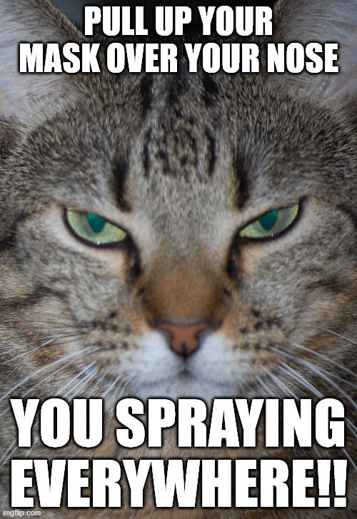 covid mask cat | PULL UP YOUR MASK OVER YOUR NOSE; YOU SPRAYING EVERYWHERE!! | image tagged in angry cat | made w/ Imgflip meme maker