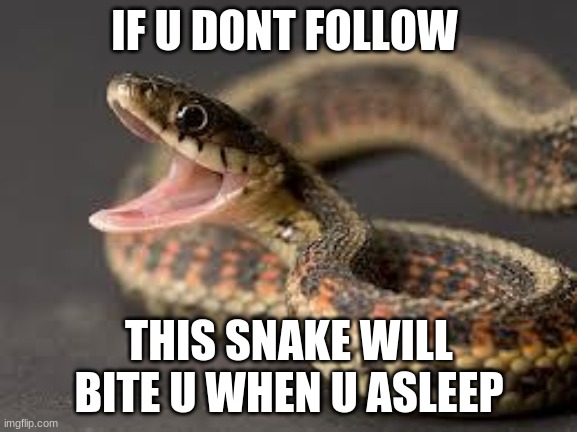 Warning Snake | IF U DONT FOLLOW; THIS SNAKE WILL BITE U WHEN U ASLEEP | image tagged in warning snake | made w/ Imgflip meme maker