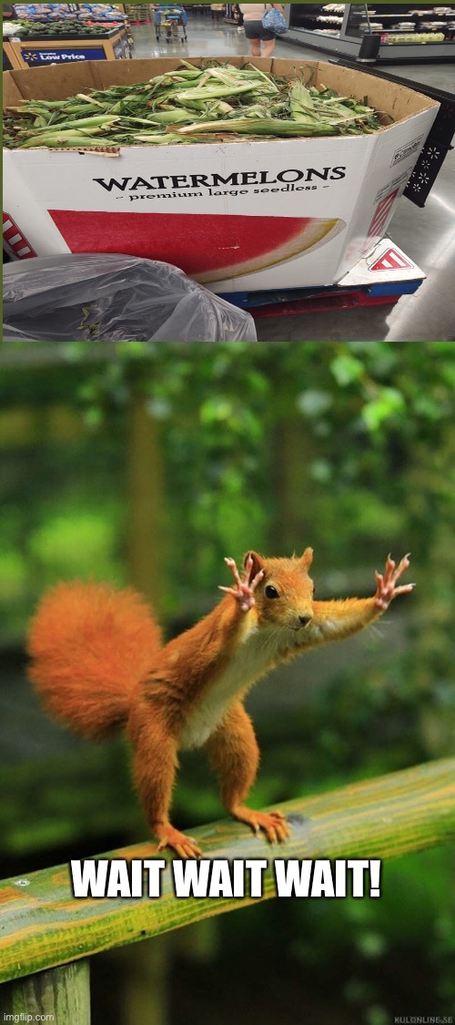 diabetes more MORE | WAIT WAIT WAIT! | image tagged in wait a minute squirrel | made w/ Imgflip meme maker