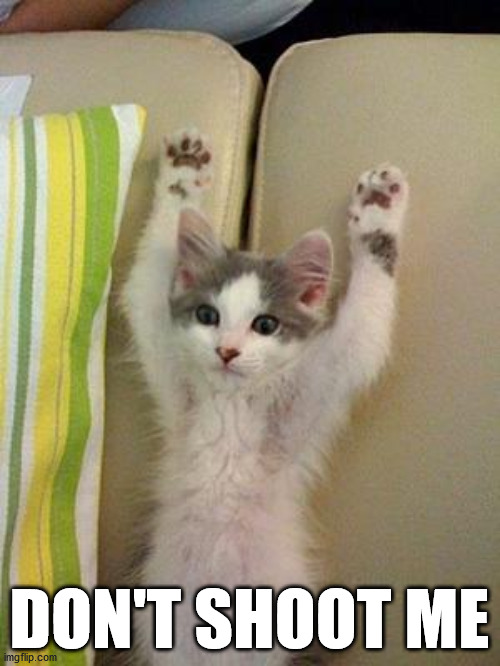 Hands up kitten | DON'T SHOOT ME | image tagged in hands up kitten | made w/ Imgflip meme maker