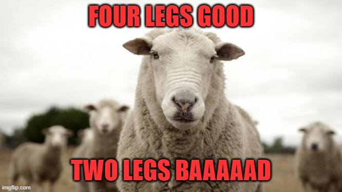 Sheep | FOUR LEGS GOOD TWO LEGS BAAAAAD | image tagged in sheep | made w/ Imgflip meme maker
