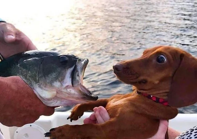 High Quality Fish Doggo Blank Meme Template