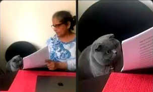 Cat Looking At Test Blank Meme Template