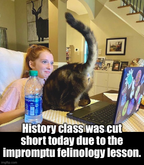 Is This Going to Be on the Test? | History class was cut short today due to the impromptu felinology lesson. | image tagged in cats,funny memes,funny cat memes | made w/ Imgflip meme maker