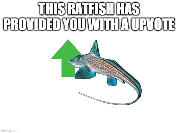 Blank White Template | THIS RATFISH HAS PROVIDED YOU WITH A UPVOTE | image tagged in blank white template | made w/ Imgflip meme maker