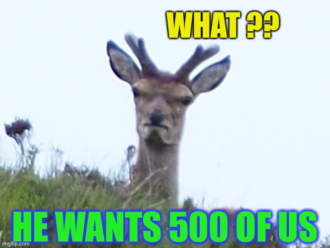 furious deer | WHAT ?? HE WANTS 500 OF US | image tagged in furious deer | made w/ Imgflip meme maker
