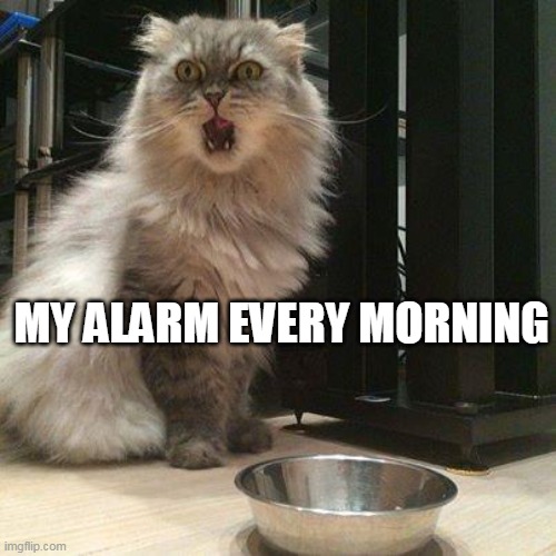 My Alarm Clock | MY ALARM EVERY MORNING | image tagged in empty food bowl | made w/ Imgflip meme maker
