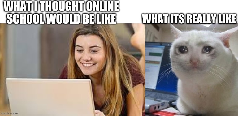 i already cried twice today | WHAT I THOUGHT ONLINE SCHOOL WOULD BE LIKE; WHAT ITS REALLY LIKE | image tagged in crying cat | made w/ Imgflip meme maker