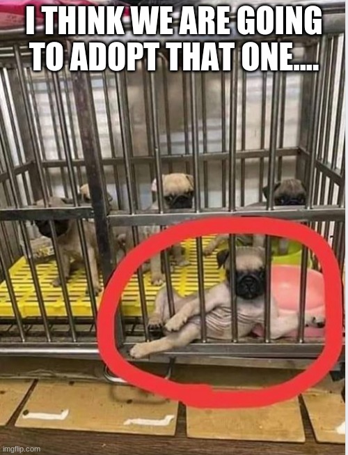 I can't hold my laughter in.... | I THINK WE ARE GOING TO ADOPT THAT ONE.... | image tagged in adopt me first | made w/ Imgflip meme maker
