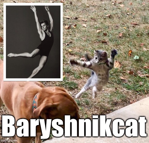 Baryshnicat | Baryshnikcat | image tagged in cats,funny cats,funny cat memes | made w/ Imgflip meme maker