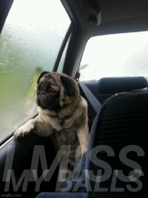 Introspective Pug | I MISS MY BALLS | image tagged in introspective pug | made w/ Imgflip meme maker