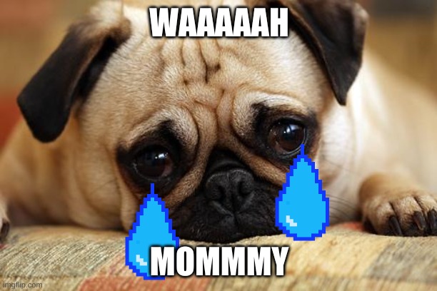 sad pug | WAAAAAH MOMMMY | image tagged in sad pug | made w/ Imgflip meme maker