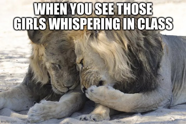 Whisper | WHEN YOU SEE THOSE GIRLS WHISPERING IN CLASS | image tagged in lions | made w/ Imgflip meme maker