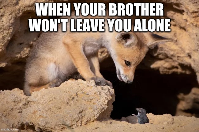 Little brother | WHEN YOUR BROTHER WON'T LEAVE YOU ALONE | image tagged in little brother | made w/ Imgflip meme maker