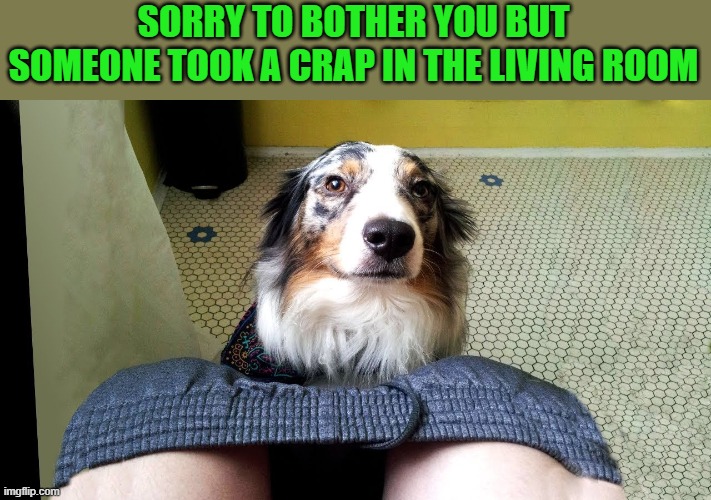 sorry to bother you | SORRY TO BOTHER YOU BUT SOMEONE TOOK A CRAP IN THE LIVING ROOM | image tagged in dog,bathroom | made w/ Imgflip meme maker