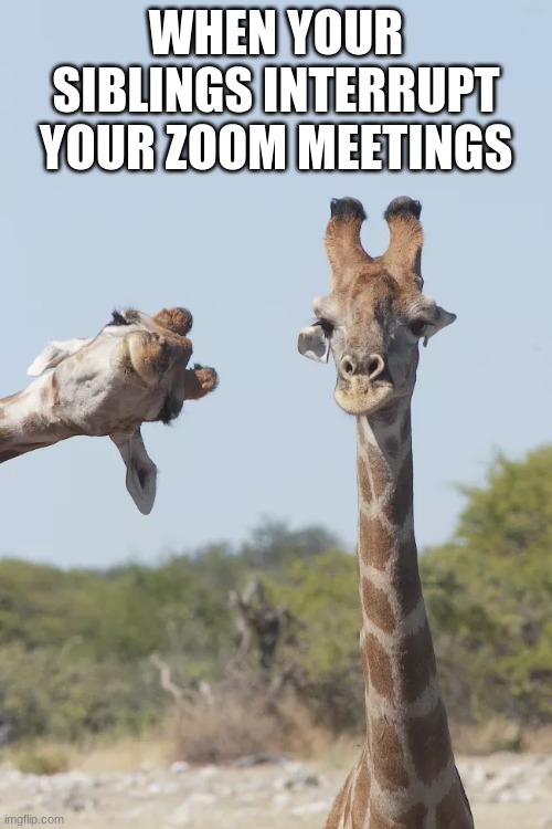Giraffe | WHEN YOUR SIBLINGS INTERRUPT YOUR ZOOM MEETINGS | image tagged in funny animals | made w/ Imgflip meme maker