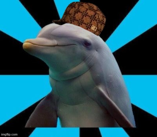 Scumbag Dolphin | image tagged in scumbag dolphin,scumbag,dolphin,scumbag hat,new template,custom template | made w/ Imgflip meme maker
