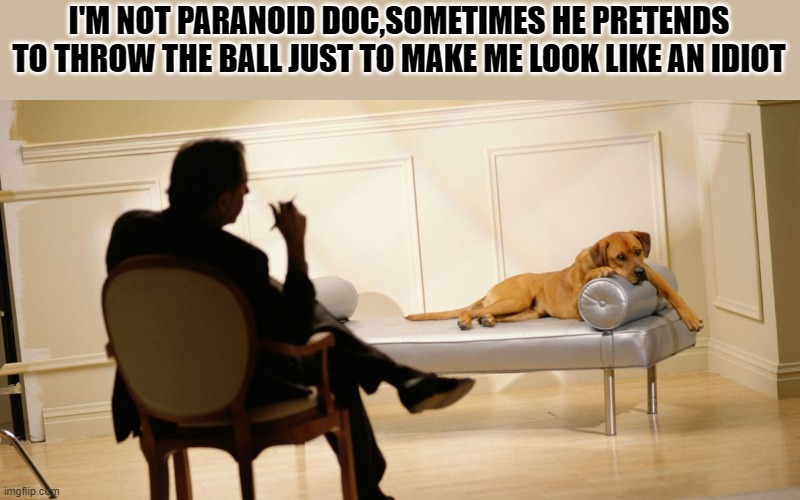 dog on couch | I'M NOT PARANOID DOC,SOMETIMES HE PRETENDS TO THROW THE BALL JUST TO MAKE ME LOOK LIKE AN IDIOT | image tagged in dog,couch | made w/ Imgflip meme maker