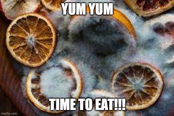 Moldy oranges | YUM YUM TIME TO EAT!!! | image tagged in moldy oranges | made w/ Imgflip meme maker