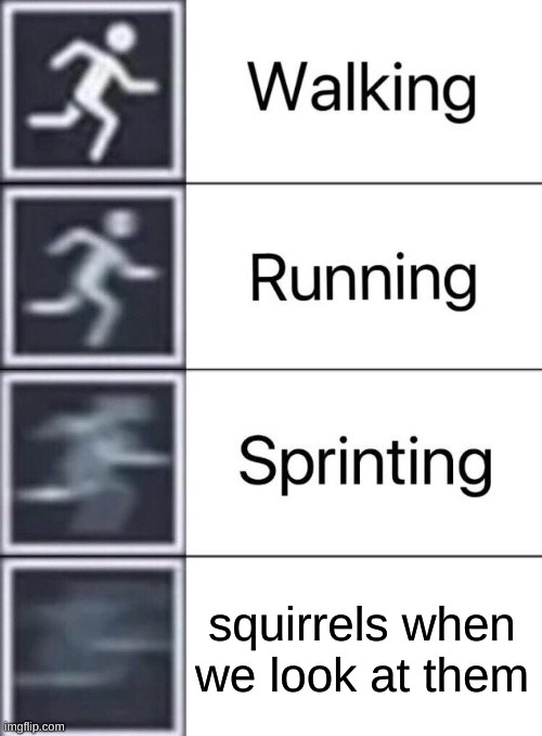 Walking, Running, Sprinting | squirrels when we look at them | image tagged in walking running sprinting | made w/ Imgflip meme maker