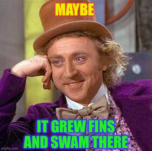 Creepy Condescending Wonka Meme | MAYBE IT GREW FINS AND SWAM THERE | image tagged in memes,creepy condescending wonka | made w/ Imgflip meme maker