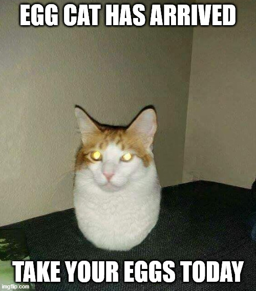 EGG CAT HERE GET FREE EGG AT EGGEGGEGG | EGG CAT HAS ARRIVED; TAKE YOUR EGGS TODAY | image tagged in eggcat,new template,yeet,egg | made w/ Imgflip meme maker