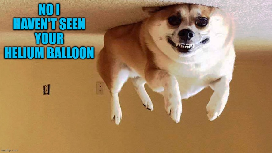 silly questions | NO I HAVEN'T SEEN YOUR HELIUM BALLOON | image tagged in dog jokes,silly | made w/ Imgflip meme maker