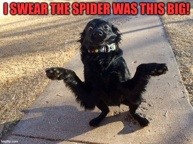 it was huge! | I SWEAR THE SPIDER WAS THIS BIG! | image tagged in funny dog,kewlew | made w/ Imgflip meme maker