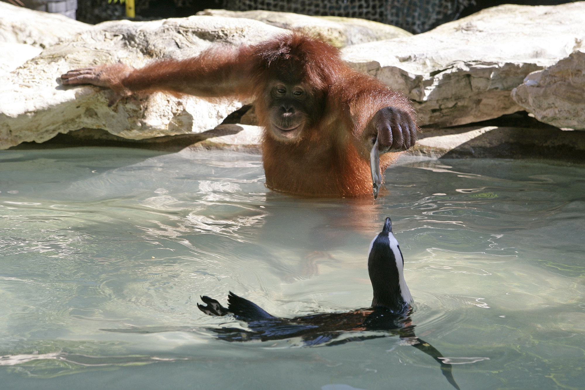 Orangutan In The Water Blank Meme Template