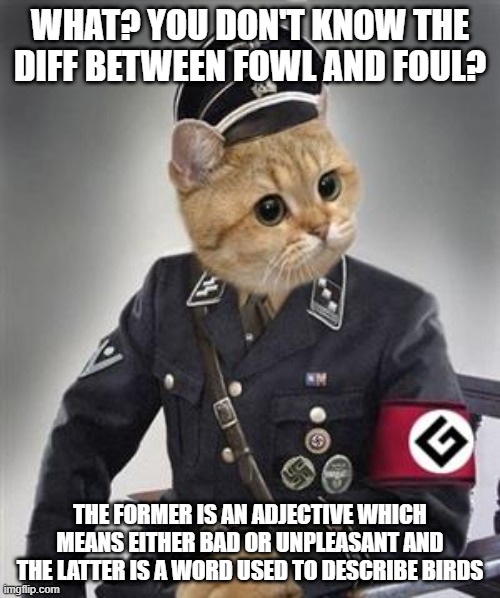 grammar nazi cat | WHAT? YOU DON'T KNOW THE DIFF BETWEEN FOWL AND FOUL? THE FORMER IS AN ADJECTIVE WHICH MEANS EITHER BAD OR UNPLEASANT AND THE LATTER IS A WORD USED TO DESCRIBE BIRDS | image tagged in grammar nazi cat,cat memes,funny,memes,cats,bad grammar and spelling memes | made w/ Imgflip meme maker