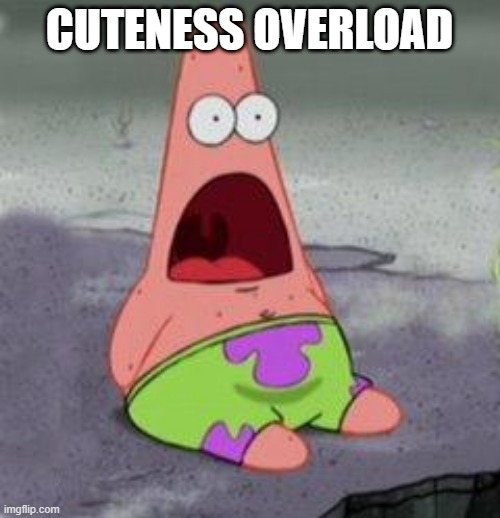 wow patrick | CUTENESS OVERLOAD | image tagged in wow patrick | made w/ Imgflip meme maker