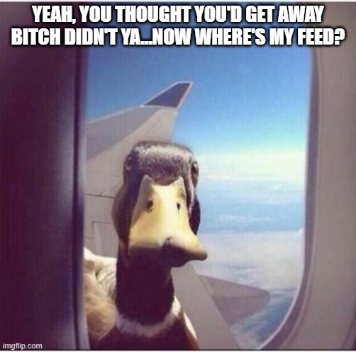 Free Flying | YEAH, YOU THOUGHT YOU'D GET AWAY BITCH DIDN'T YA...NOW WHERE'S MY FEED? | image tagged in stalking duck | made w/ Imgflip meme maker
