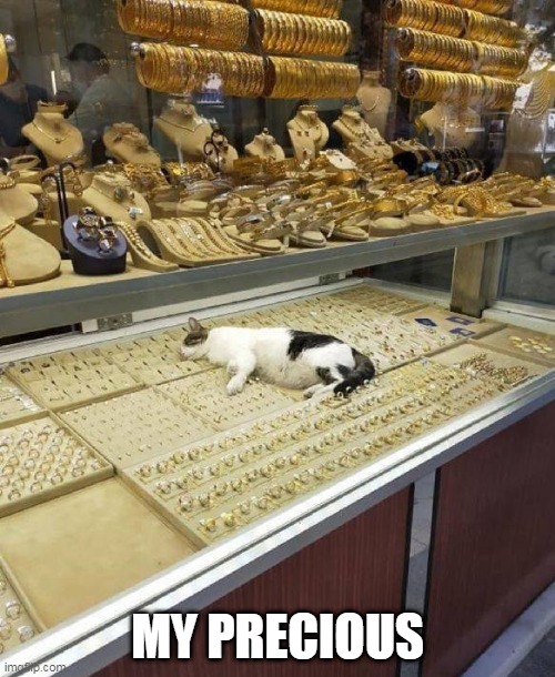KITTY IN PARADISE | MY PRECIOUS | image tagged in cats,funny cats | made w/ Imgflip meme maker