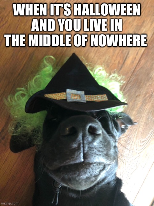 WHEN IT’S HALLOWEEN AND YOU LIVE IN THE MIDDLE OF NOWHERE | image tagged in stop reading the tags | made w/ Imgflip meme maker