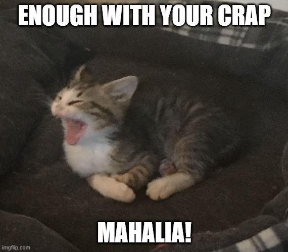Angry Kitten | ENOUGH WITH YOUR CRAP; MAHALIA! | image tagged in angry kitten,cats,memes,funny,cat memes,angry cat | made w/ Imgflip meme maker
