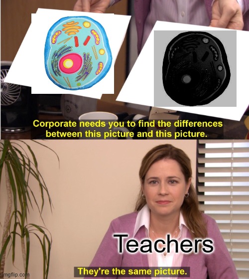They're The Same Picture | Teachers | image tagged in memes,they're the same picture | made w/ Imgflip meme maker