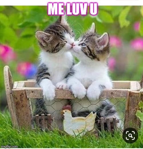 ME LUV U | image tagged in cute kittens | made w/ Imgflip meme maker