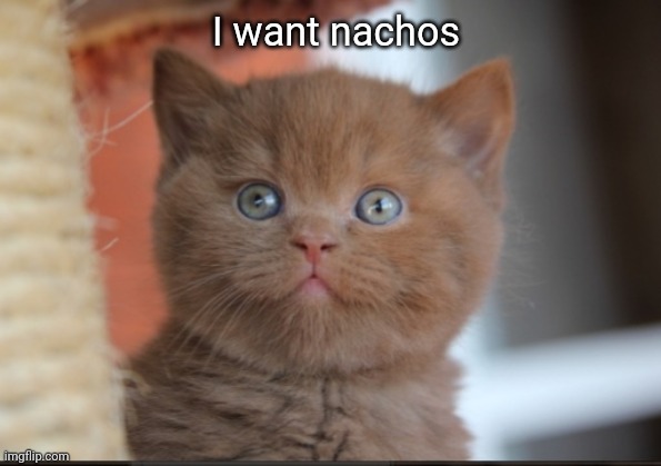 I want nachos | image tagged in cute kitten | made w/ Imgflip meme maker