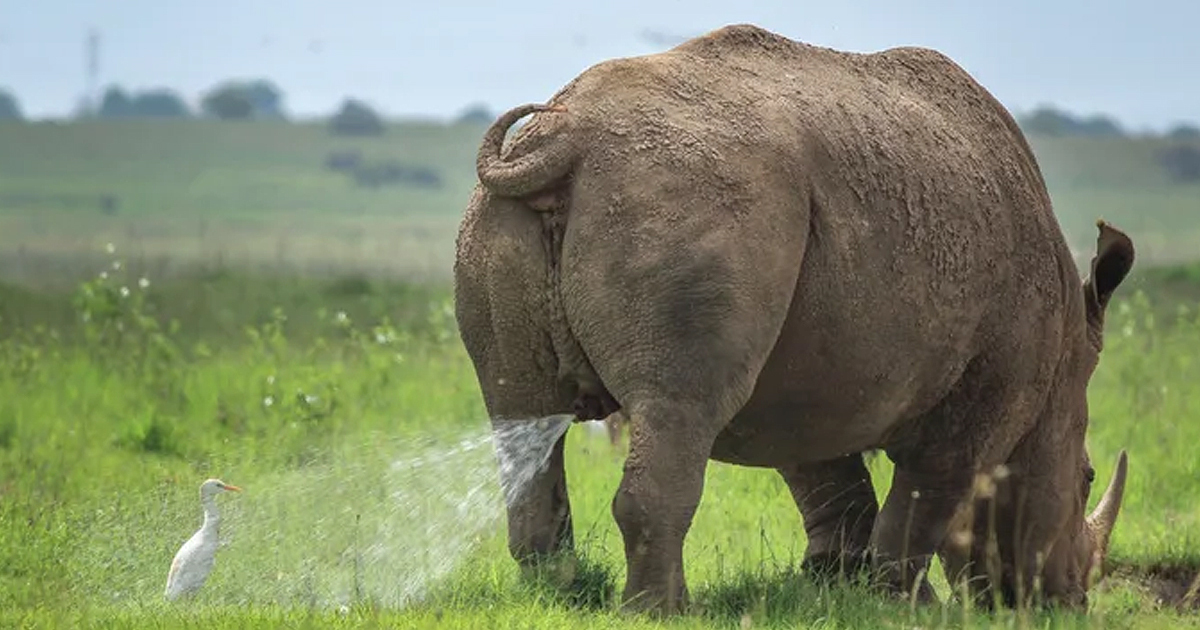 Peeing Rhino Blank Meme Template