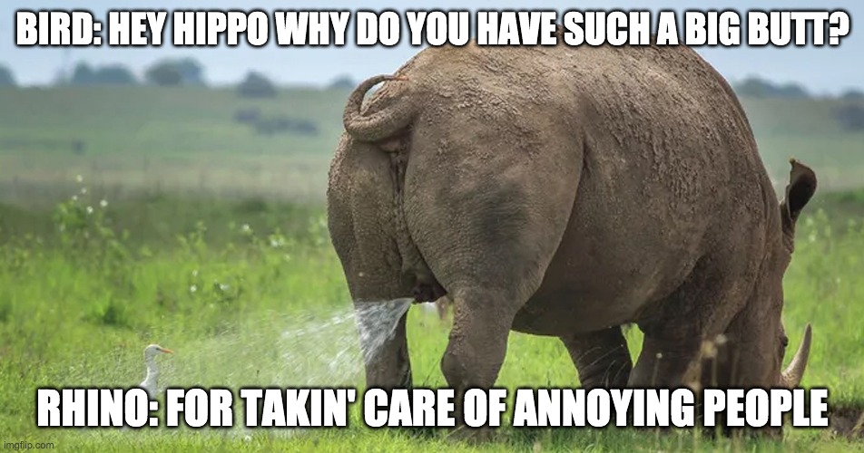 Peeing Rhino | BIRD: HEY HIPPO WHY DO YOU HAVE SUCH A BIG BUTT? RHINO: FOR TAKIN' CARE OF ANNOYING PEOPLE | image tagged in peeing rhino | made w/ Imgflip meme maker