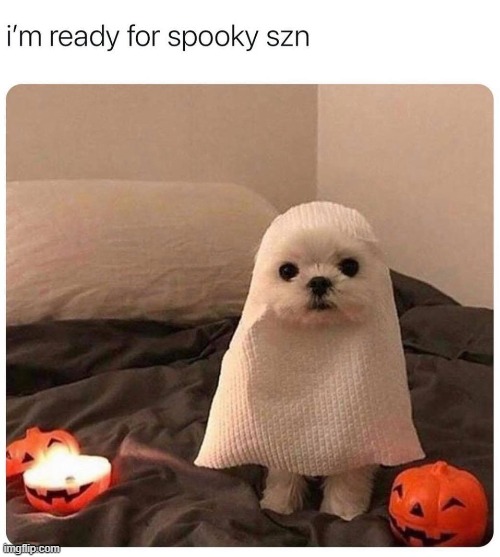 nooooo that is too cute (repost) | image tagged in repost,halloween,dogs,dog,cute,cute dog | made w/ Imgflip meme maker