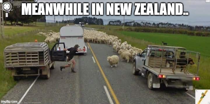 Meanwhile in New Zealand.. | MEANWHILE IN NEW ZEALAND.. | image tagged in new zealand,sheep,google maps,funny,newzealand | made w/ Imgflip meme maker