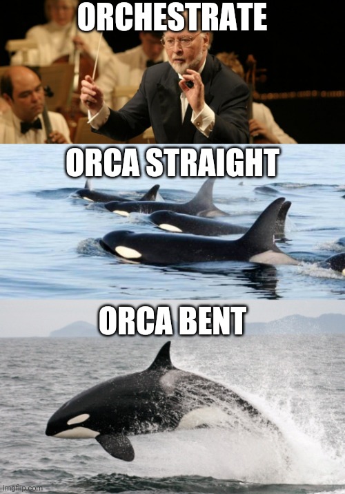 Orcastraight | ORCHESTRATE; ORCA STRAIGHT; ORCA BENT | image tagged in orca,john williams,straight,bent | made w/ Imgflip meme maker